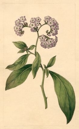 Planche botanique : héliotrope (Heliotropium)