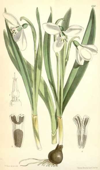 Planche botanique : perce-neige (Galanthus)