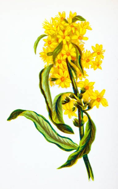 Planche botanique : verge d'or (Solidago)