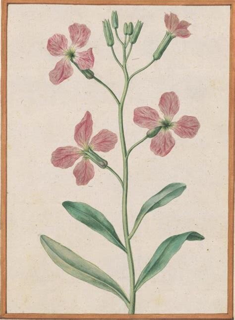 Planche botanique : giroflée (Matthiola incana)