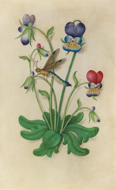 Planche botanique : pensée sauvage (Viola tricolor)