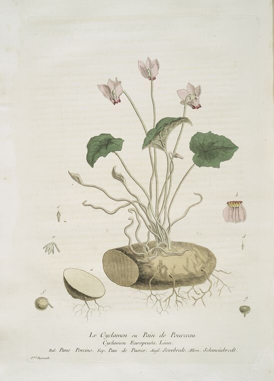 Planche botanique : cyclamen (Cyclamen europaeum)