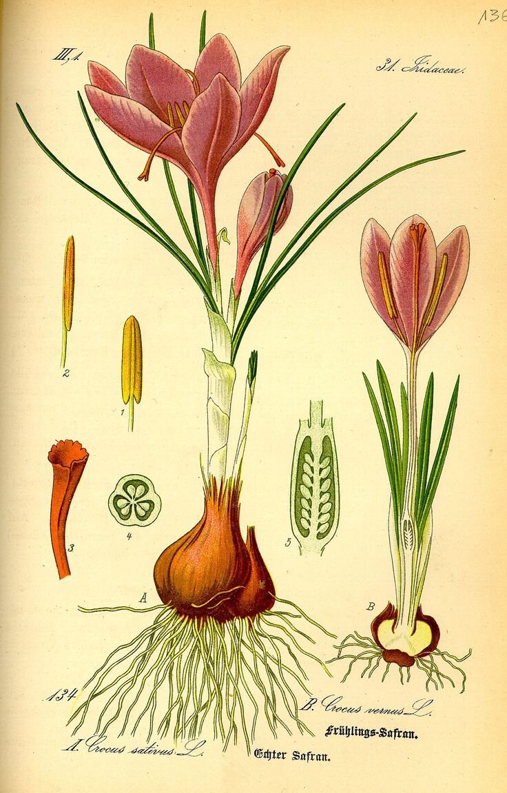 Planche botanique : crocus (Crocus vernus)
