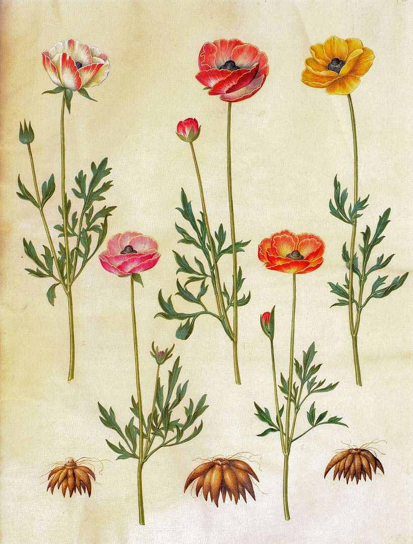 Planche botanique : renoncule (Ranunculus asiaticus)
