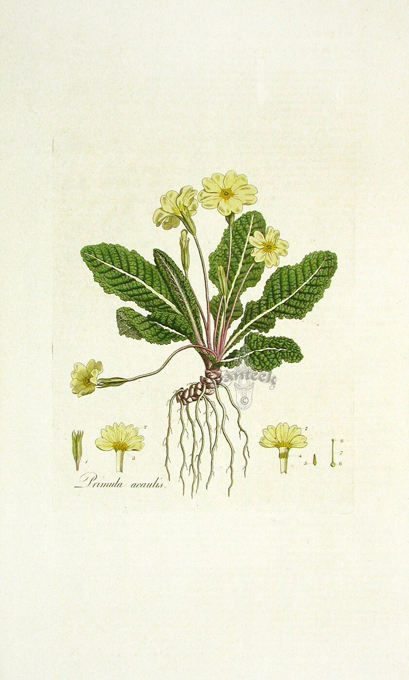 Planche botanique : primevère (Primula vulgaris)